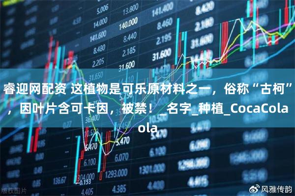 睿迎网配资 这植物是可乐原材料之一，俗称“古柯”，因叶片含可卡因，被禁！_名字_种植_CocaCola